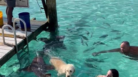 Nurse Sharks Swim With Dog