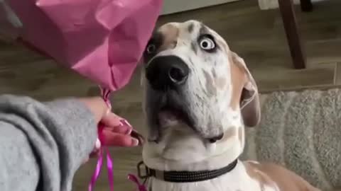 Great Dane terribly Scared when hang with balloon