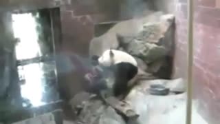 The dynamic panda