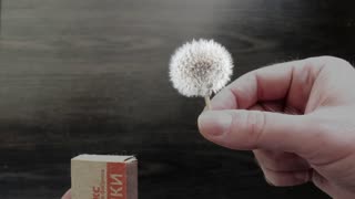 Lit Match Transforms into Dandelion