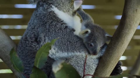 Most precious Koala Joey moments ever! -8