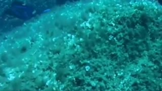 Exploring Coral reefs Closely Under Water