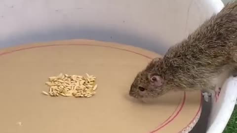 Awesome mousetrap ideas from plastic and cardboard buckets#mousetrap #rattrap