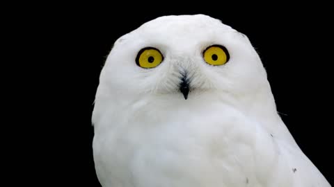 Portrait of a young snow owl
