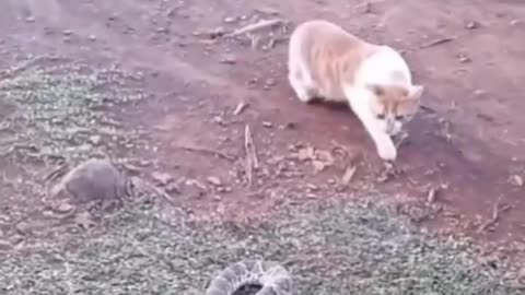 Funny animal videos dogs vs cats