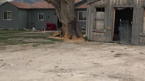 Tree fail