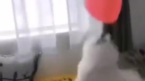 Cute Puppy Dog Playing With Baloon