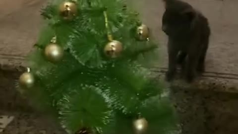 Cat Eating #tree