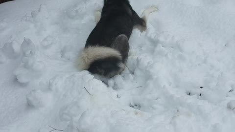 Husky dog loves the snow