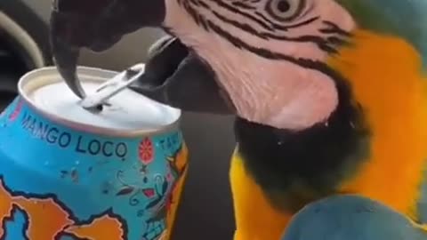 Intelligent Parrot