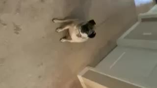 Crazy Dog Tricks Part 1