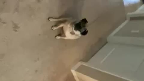 Crazy Dog Tricks Part 1