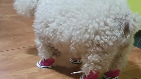 Laugh Out Loud: Dog Sports Tiny Sneakers for Hilarious Fun!