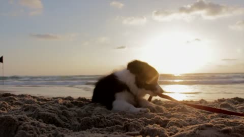 Cute dog playing in the sand