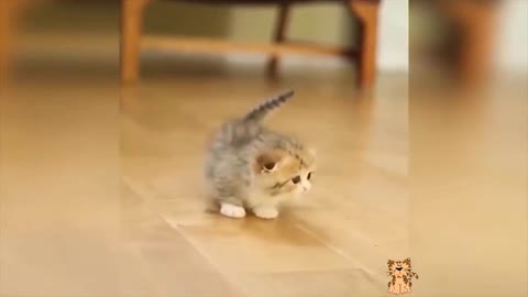 Baby Cats Video - Funny and Cute Cat Videos very Good