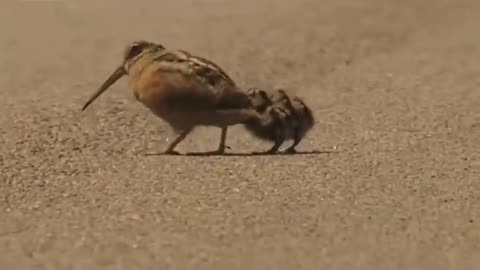 Cute birds dancing