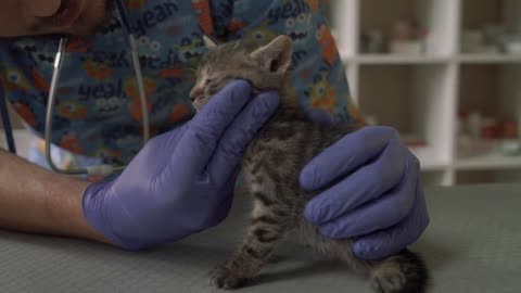 Veterinarian examines the mouth of a small kitten