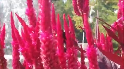 Bee Pollinating Flower Next to Water Fountain