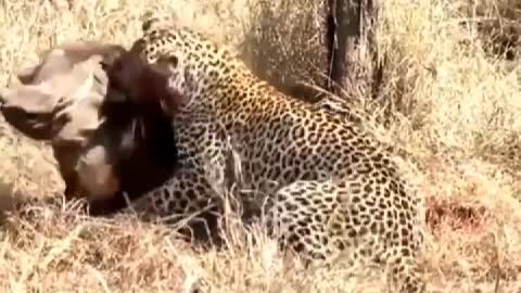 Leopard caught warts pig, is their dinner