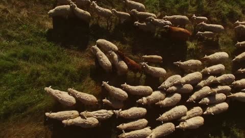 Top view of walking sheep. Sheep on green meadow.