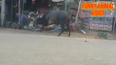 Funny video of bull 🐂 fighting 😲