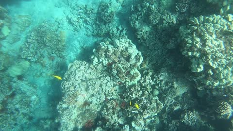 Snorkeling near Kihei in Maui