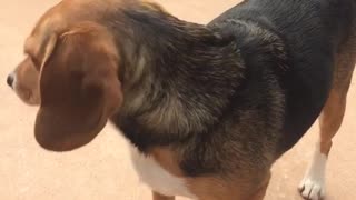 Brown dog howling while owner is talking to it