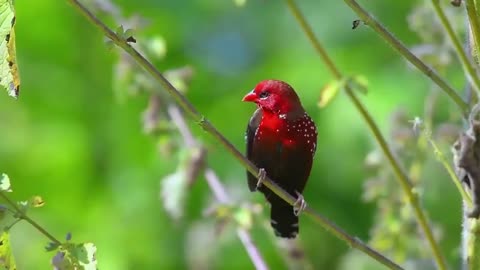 What a wonderful bird with distinctive colors called Strawberry Finch.