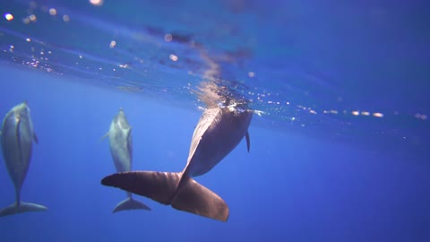 Take a minute to think about swimming alongside this pod of bottlenose dolphins.