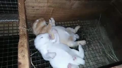 Two cute little baby rabbit is kicking while sleeping..