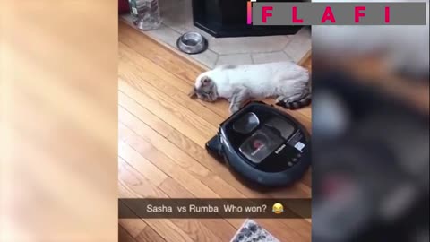 Cat vs Rumba Who won ?😂