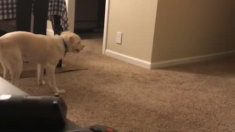 Dog runs around room super hyped red couch