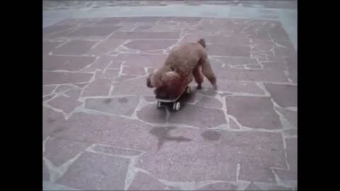 cute puppy skateboarding talent