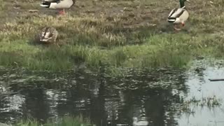 Duck friends