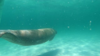 Manatee in Destin