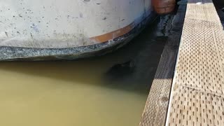 a sea lion grabbed the girl by her dress and dragged her under the water.