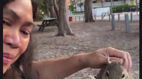 Wild squirrel 🐿️ at Manatee Beach Florida 🇺🇸 is letting me pet ♥️