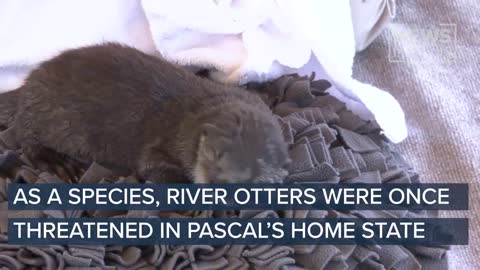 43 seconds Pascal the baby river otter