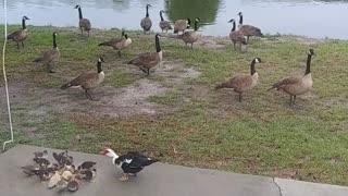 Geese, Ducks & Maggie