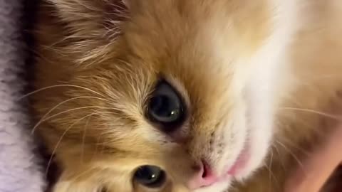 Cute cat 🐈