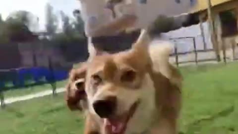 Top funny cute dog video