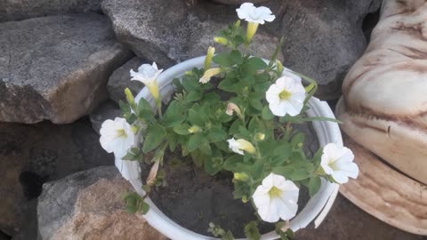 Micro petunia