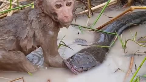 MONKE FISH FIGHTING VIDEOS