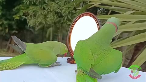 Talking parrot