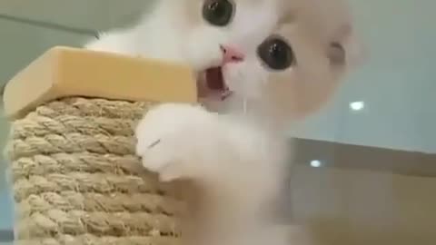 Cute that Little Kitten