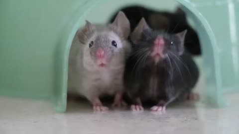 Cute Little House Mice