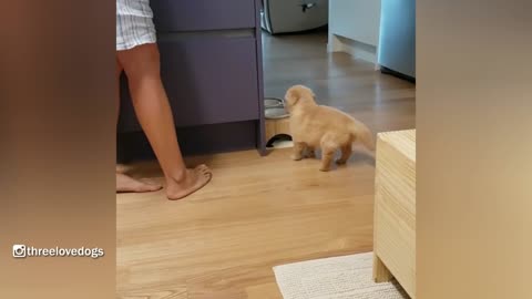 Little Potato Golden Puppy Waiting For Dinner cute