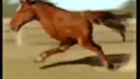 Horse running