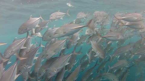 shoal of jack fish in tulemben in bali indonesia