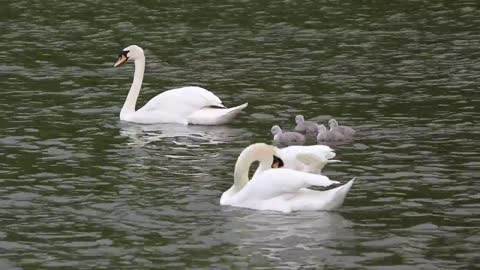 A happy family swims in a lake in harmony